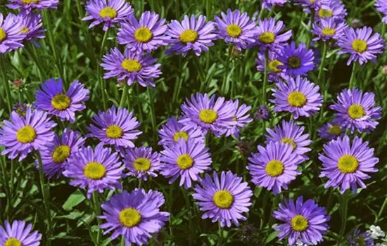 Alpen-Aster