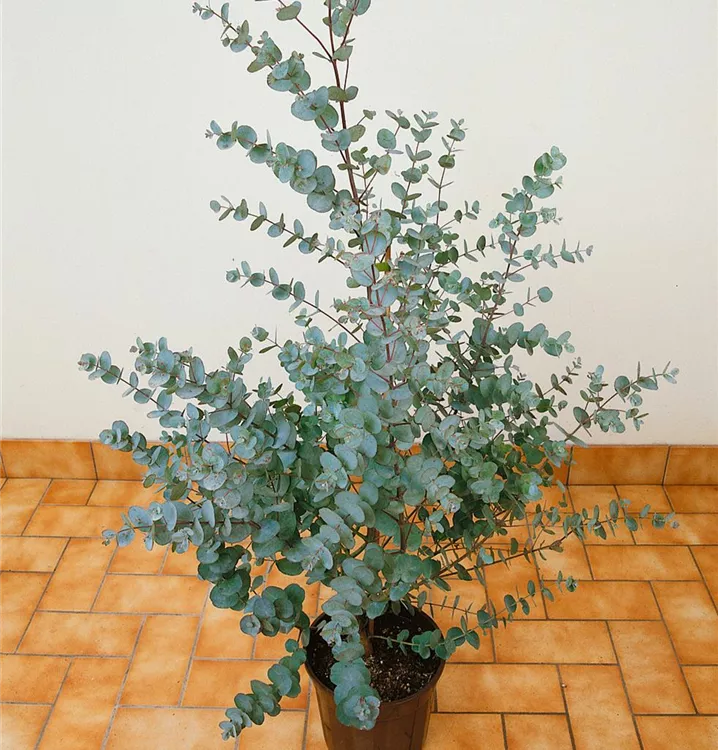 Echter Eukalyptus 'Azura'