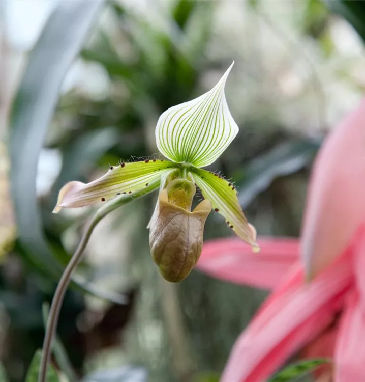 Masdevallie