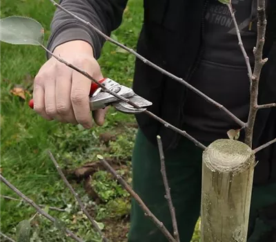 Obstbaumschnitt im Winter