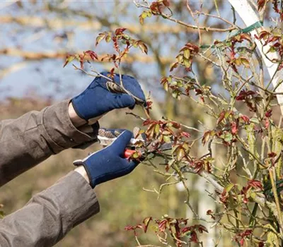 Der Rosenschnitt – Schönheitskur im Frühling