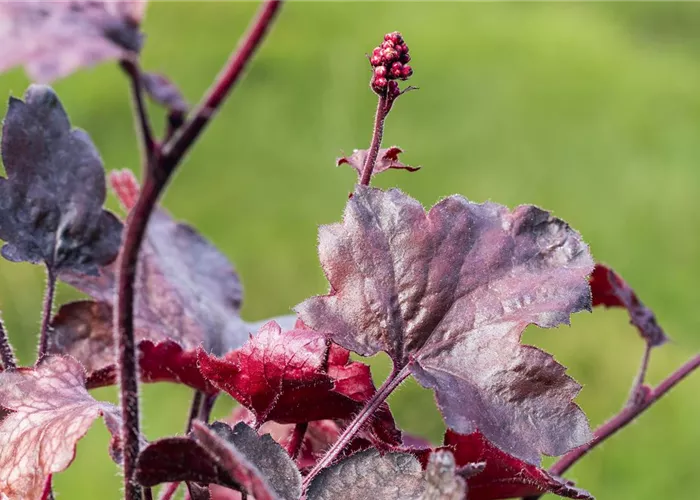 Silberglöckchen - Einpflanzen im Garten