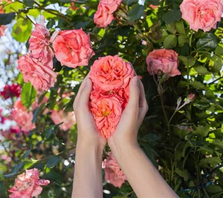 Die Rose – die Königin der Pflanzen für Balkon und Terrasse