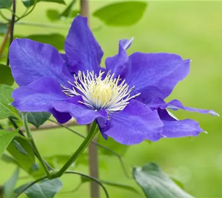 Clematis – die robuste Kletterpflanze im Garten