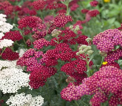 Das Blumenbeet – ein Hingucker in Rot und Rosa