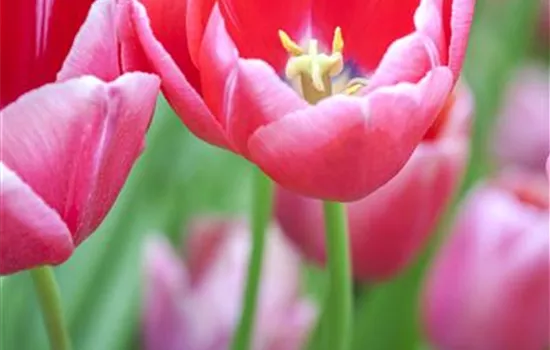 Tulpen pflanzen: Farbe für den Frühling