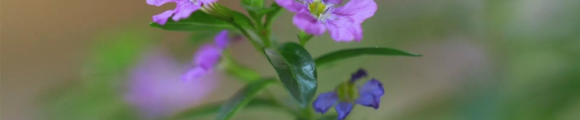 Köcherblume - Einpflanzen im Garten (thumbnail).jpg