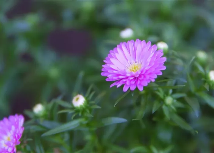 Glattblatt Aster - Einpflanzen im Garten