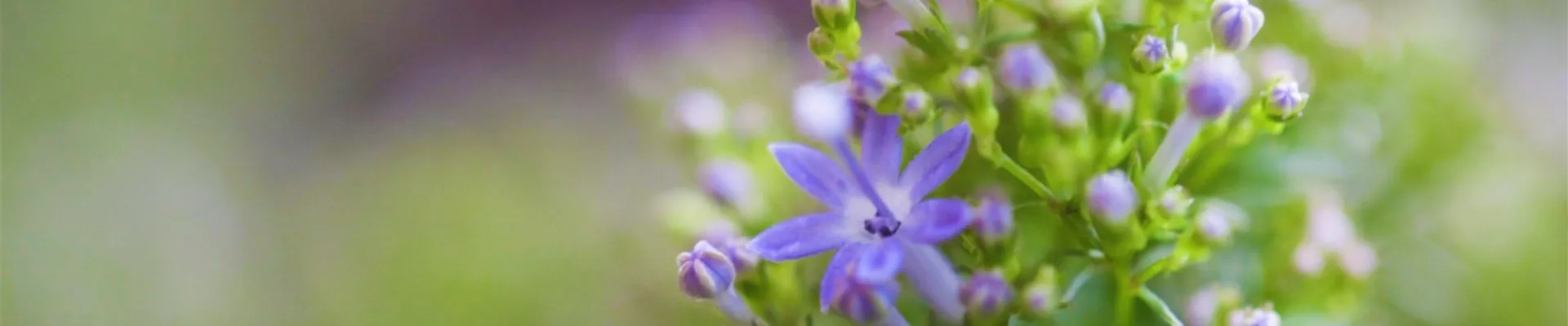 Blaues Halskraut - Einpflanzen im Garten (Thumbnail).jpg