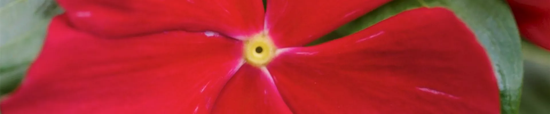 Rosafarbende Catharanthe - Einpflanzen in ein Gefäß (thumbnail2).jpg