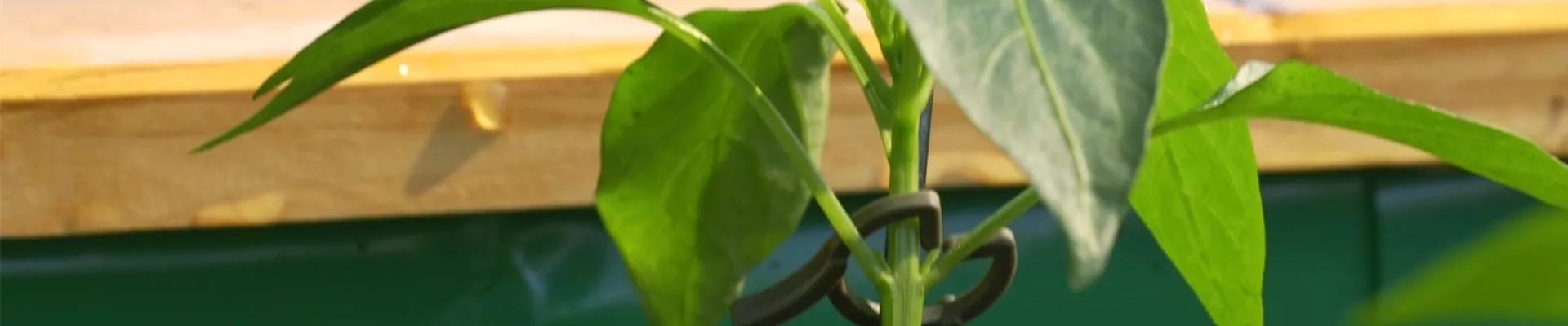 Gemüse-Paprika - Einpflanzen im Hochbeet (Thumbnail).jpg