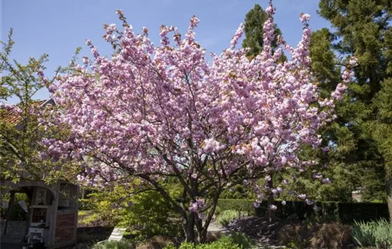 Eine Zierkirsche als fernöstliches Highlight im eigenen Garten