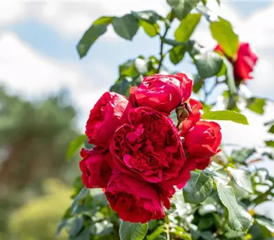 Rosen pflegen – So bleibt die Königin im Garten gesund und hübsch