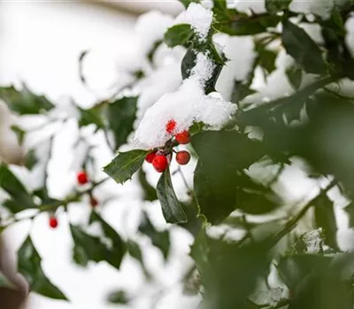 Gartenarbeit im Winter – Vorsicht bei Frost!