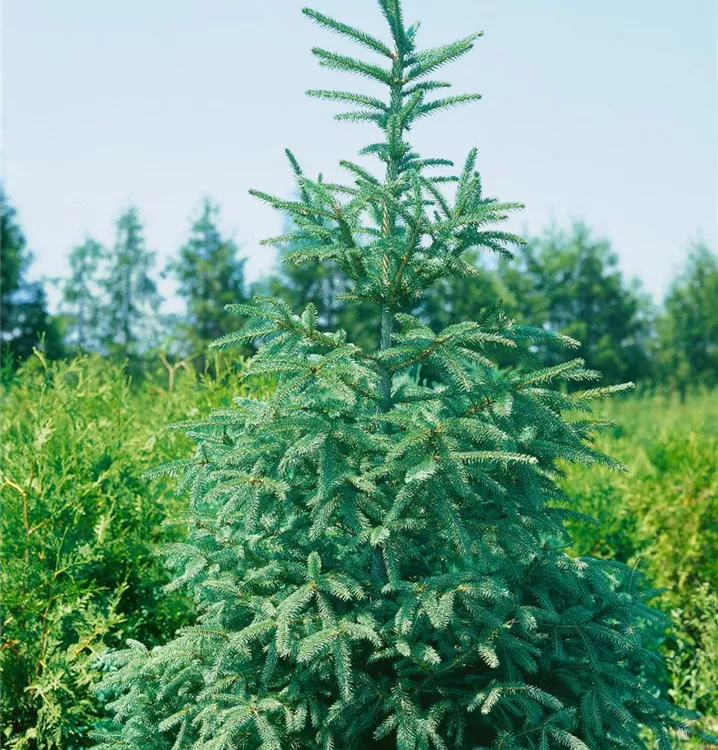 Säulenfichte 'Columnaris'