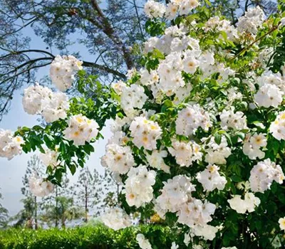 Kletterrose 'Climbing Snow Princess'