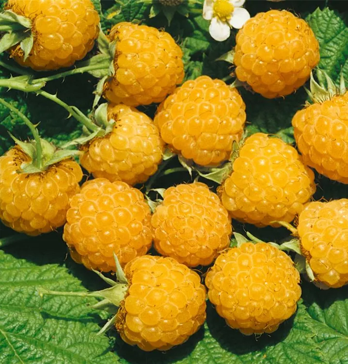 Himbeere 'Goldfrucht'