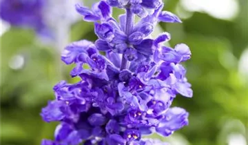 Zum Vergrößern klicken Bildvorschau