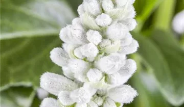 Zum Vergrößern klicken Bildvorschau