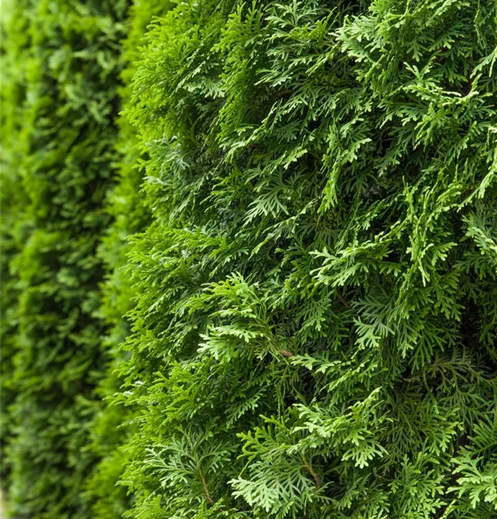 Säulen-Lebensbaum 'Columna'