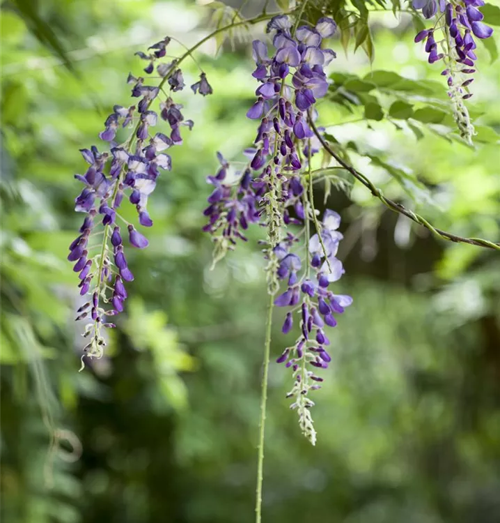 Japanischer Blauregen