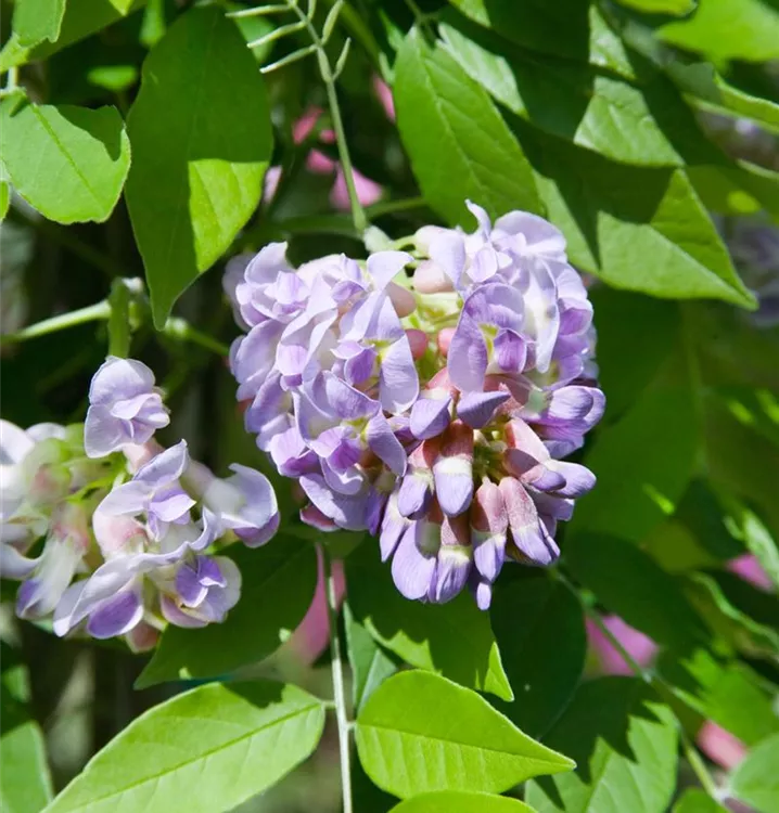 Amerikanischer Blauregen