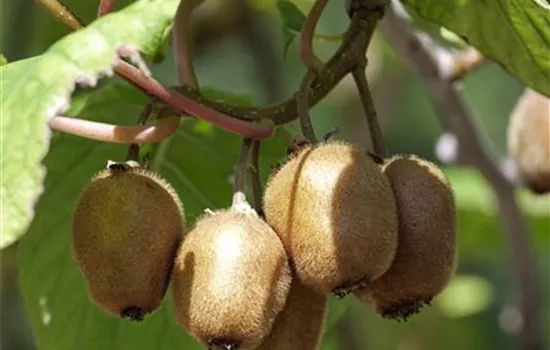 Mini-Kiwi