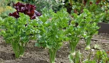 Zum Vergrößern klicken Bildvorschau