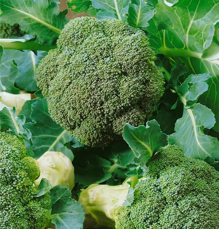 Broccoli