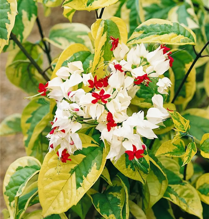 Kletternder Losstrauch