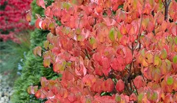 Zum Vergrößern klicken Bildvorschau