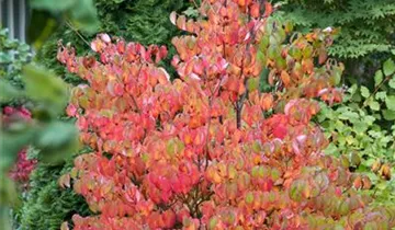 Zum Vergrößern klicken Bildvorschau