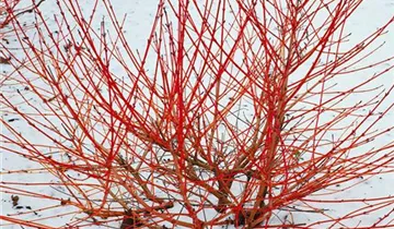 Zum Vergrößern klicken Bildvorschau