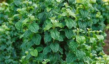 Zum Vergrößern klicken Bildvorschau