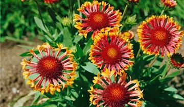 Zum Vergrößern klicken Bildvorschau