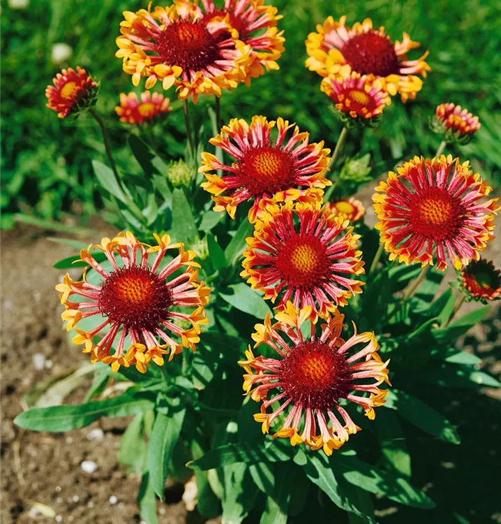 Prärie-Kokardenblume Prärie-Kokardenblume