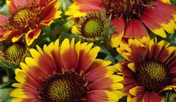 Zum Vergrößern klicken Bildvorschau