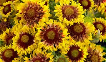 Zum Vergrößern klicken Bildvorschau