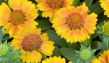 Zum Vergrößern klicken Bildvorschau