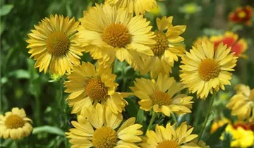 Zum Vergrößern klicken Bildvorschau