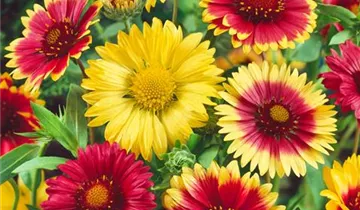 Zum Vergrößern klicken Bildvorschau