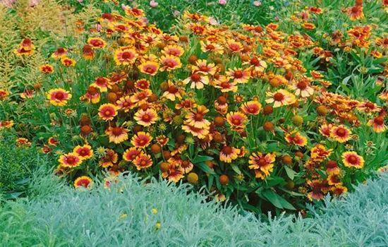 Großblumige Kokardenblume Großblumige Kokardenblume