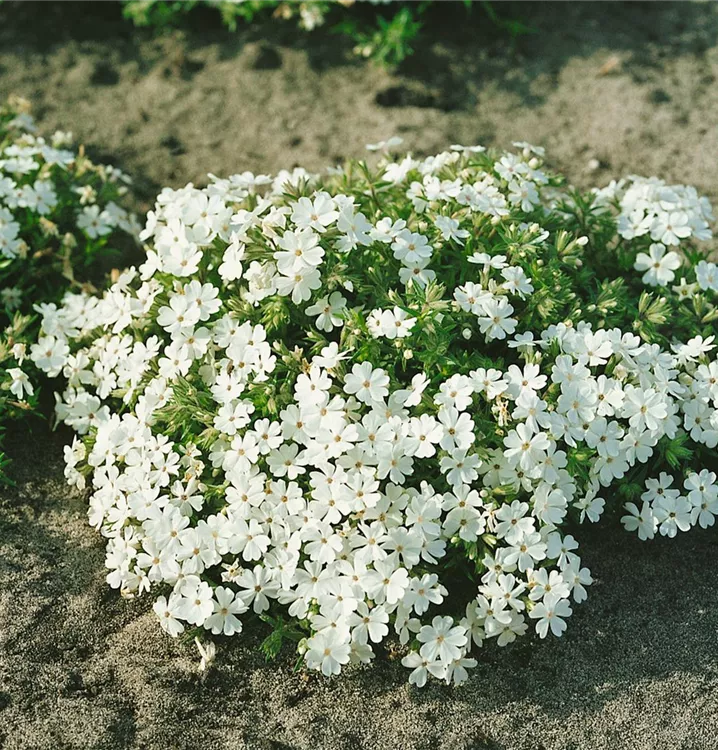 Garten-Teppich-Flammenblume
