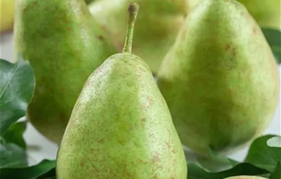 Gemeine Birne Gemeine Birne