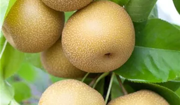 Zum Vergrößern klicken Bildvorschau