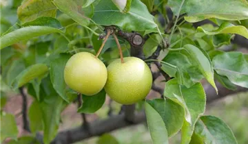 Zum Vergrößern klicken Bildvorschau