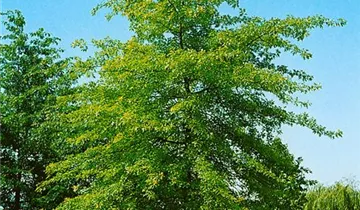 Zum Vergrößern klicken Bildvorschau