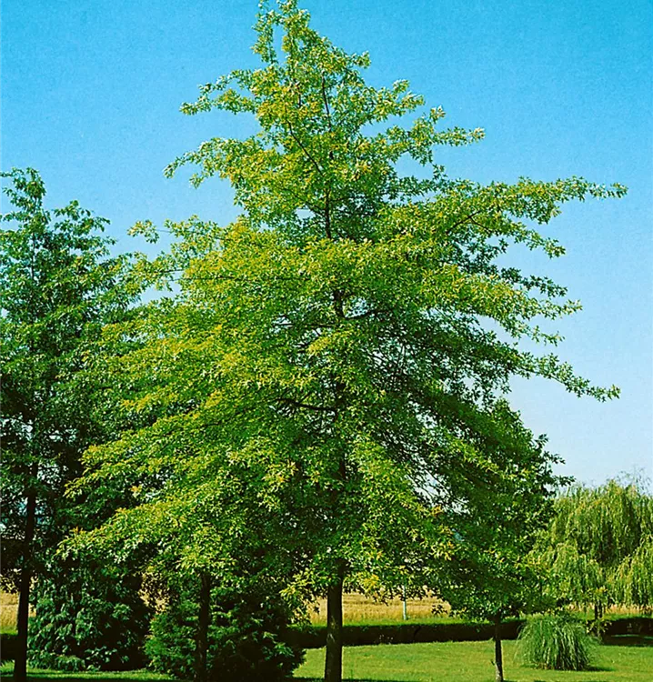 Sumpf-Eiche Sumpf-Eiche