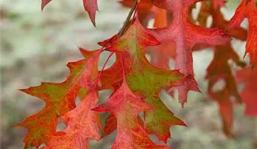 Zum Vergrößern klicken Bildvorschau