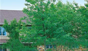 Zum Vergrößern klicken Bildvorschau